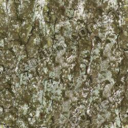 Seamless Bark 0001